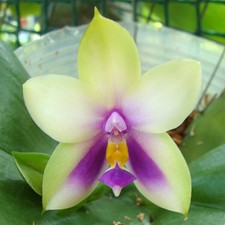 Phalaenopsis bellina "Blue"
