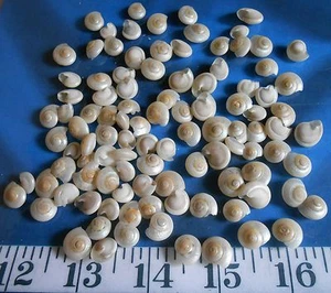 ~ Umbonium Shells ~ Pearlized ~ 100+ MEDIUM ~ Shellcraft ~ Sailor's Valentines ~ - Picture 1 of 5