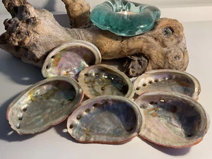 Abalone Muschel, Größe M - Bild 1 von 1