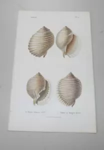 1852 Antik MEERMUSCHEL Farbdruck / GATTUNG TONNEN / BREITE LIPPE & BREITE LIPPEN - Bild 1 von 1