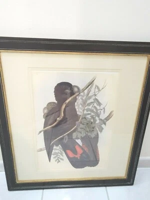  FRAMED BIRD PAINTING PRINT  BY  JOHN GOULD CALLED BIRDS OF PARADISE - Image 1 of 4