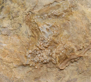 Seeigel, Lepidesthes formosa, Mississippian, Floraville, Illinois, USA -b20 - Picture 1 of 5