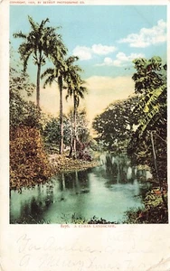 A Cuban Landscape Postcard - Picture 1 of 2
