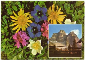 FLORA DELLE DOLOMITI - NON VIAGG. -1139- - Picture 1 of 1