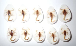 Cabochon Golden Scorpion Pear Shape (cut top) 33x22 mm White Bottom 12 pcs Lot - Picture 1 of 18