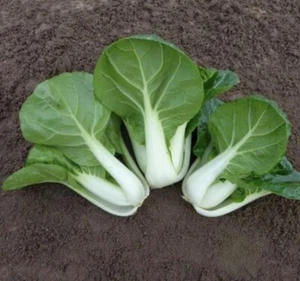 White Stem Bok Choy Cabbage Seeds | Organic - Picture 1 of 1