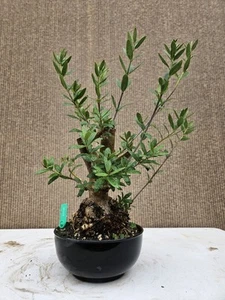Old European Olive Bonsai Tree,,, SALE - Picture 1 of 14
