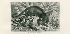IMPRESIÓN ARTÍSTICA GRABADO ANIMAL ANTIGUA DE LA FOSA 1885 - Imagen 1 de 1
