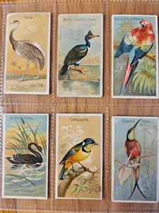 Allen and Ginter cigarette cards, birds of the tropics 1889 part set - Picture 1 of 4