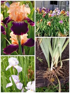 3 Tall Bearded Iris Rhizomes Beautiful Healthy Freshly Dug - Picture 1 of 1