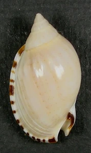 CASMARIA ERINACEUS 38.80mm SUPER CHOICE RARE SPECIMEN Guam - Picture 1 of 2