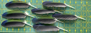 Amazona ochrocephala feathers for crafts, jewelry, fly tying - Picture 1 of 3