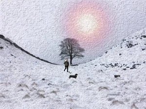 Sycamore Gap Tree Hadrians Wall Our First Snow Walk A3 Print D. Dugnas - Picture 1 of 1