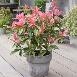 Photinia Evergreen shrub Pink Crispy Easy Care Outdoor Ready to Plant 9cm Pot - Picture 1 of 10