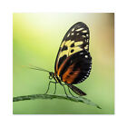 Warby Numata Longwing Butterfly Nature Photo Large Wall Art Print Square 24X24"