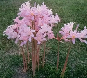 💗Naked Ladies Pink Lot of 10 - Surprise Lycoris Lily Blubs - Picture 1 of 4