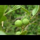 25 g poudre de feuilles Yaki Naran (Atalantia Ceylanica) 100 % originale Sri Lanka