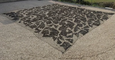 Genuine British Army Camo Net Huge 9.5m x 9.5m Hunting, Paintball, Airsoft, Den. - Image 1 of 4