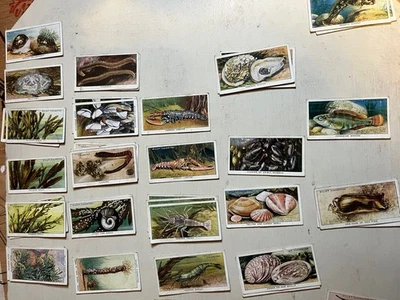 The Sea-Shore - Cigarette Cards - issued by WD & HO Wills in 1938 - ANTIQUE Card - Image 1 of 4