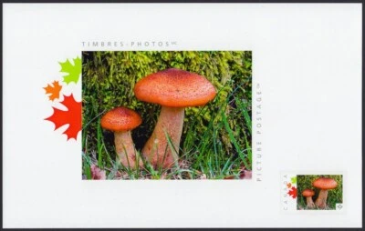 BROWN MUSHROOMS = TOP SOUVENIR CARD = Picture Postage MNH Canada 2019 [p19-05t04 - Image 1 of 4