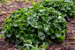 10 Wild Ginger Seeds (Asarum canadense) | Use: Ground Cover & Spice - Picture 1 of 5