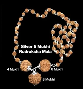 Rudraksha Combination for Advocates 4,6,8 Mukhi Nepal In Silver Mala Certified - Picture 1 of 3