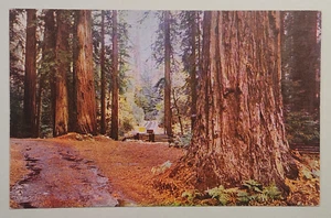 California Redwoods Postkarte C1427 - Bild 1 von 2