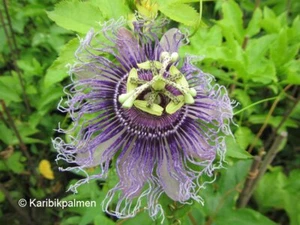 Passionsfrucht Passiflora edulis 'Colvillii' Maracuja 20-40cm Passionsblume - Bild 1 von 3
