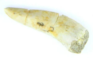 Enchodus dinosauro fossile dente di pesce età 7,51 grammi - Foto 1 di 3