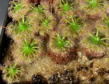 Pianta carnivora Drosera callistos (gruppo pigmee),PIANTA VIVA (taglia L)