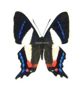 Unmounted Butterfly/Riodinidae - Ancyluris formosissima venerabilis, M, A1/A- - Picture 1 of 2