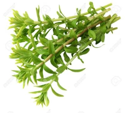 10 Arroz Hierba Limnophila Aromatica, Ngoom, Rau ngo Spice,  Foto 1 de 4