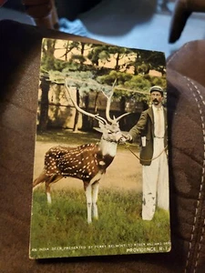 Ein indischer Hirsch präsentiert von Perry Belmont Roger Williams Park, Providence R. - Bild 1 von 2