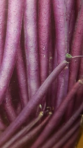 JUDIA VIOLETA muy PRODUCTIVA 25 semillas seeds - Imagen 1 de 1