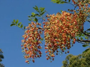 LEICHHARDT BEAN – CASSIA BREWSTERI – BEAUTIFUL FLOWERING NATIVE TREE - Picture 1 of 4