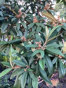 Loquat Leaves 25+ Fresh Organic Traditional Herbal Tea! SHIPPED FREE! WOW! - Picture 1 of 1