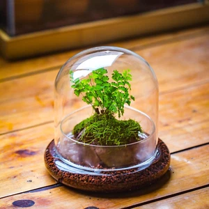 Small Glass Dome with Base - 5.9 X 5.9 X 5.7 Inch - Clear Glass Cloche Bell Jar - Picture 1 of 12