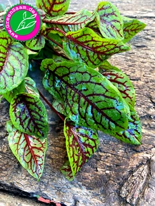 BLUTAMPFER 🥬 Salatblätter 🥗100+ Samen Hainampfer winterhart zitronig Balkon - Bild 1 von 6