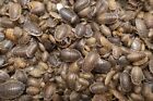 1,000 Dubia Roaches