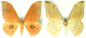 MONTIERTER AUSGEBREITETER SCHMETTERLING - Pseudobunaea alinda, männlich, Elfenbeinküste - Bild 1 von 1