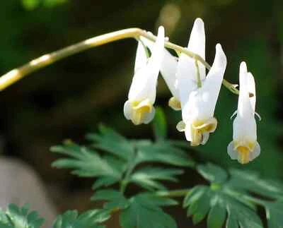Dutchman's Breeches - Dicentra cucullaria Perennial Bare Root Live Plant - Image 1 of 4