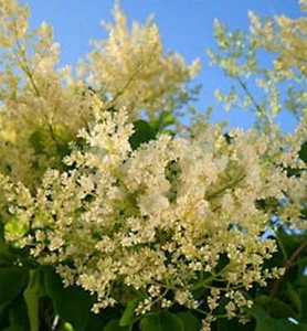 Japanischer Flieder City of Toronto 60-80cm - Syringa reticulata - Bild 1 von 1