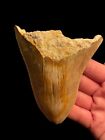 Genuine Megalodon Shark Tooth Fossil 10.6Cm - Highly Serrated - Great Colour!