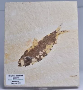 FISH FOSSIL, KNIGHTIA EOCAENA, FISH FOSSIL F51 - Bild 1 von 3