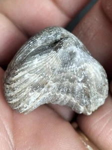 B79 Fósil Rhynchonella, braquiópodos Rhynchonellida, 400 millones, Devónico - Picture 1 of 10