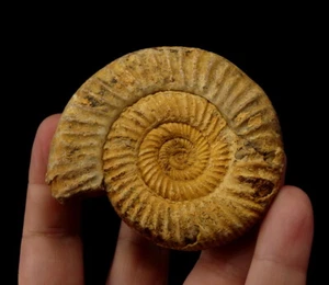 AMMONITE Perisphinctes - JURASSIC Oxfordian - MADAGASCAR Morondava Basin /pf265 - Picture 1 of 11