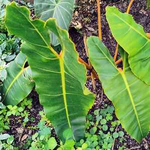 Philodendron billietiae. - Picture 1 of 17