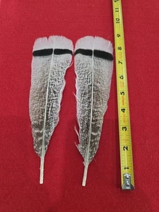 Par de plumas cola de pavo palma real Z12 - Imagen 1 de 1