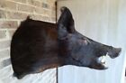 MEGA HOG! Huge Black Tennessee Boar mount