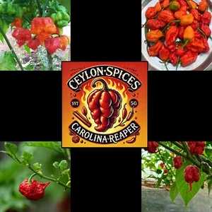 10 Dehydrated RED whole Carolina Reaper PEPPERs Dried Pods World's Hottest! - Picture 1 of 6